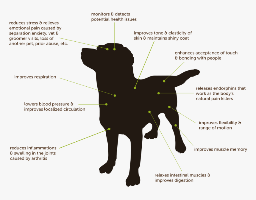 Massage Dogs, HD Png Download