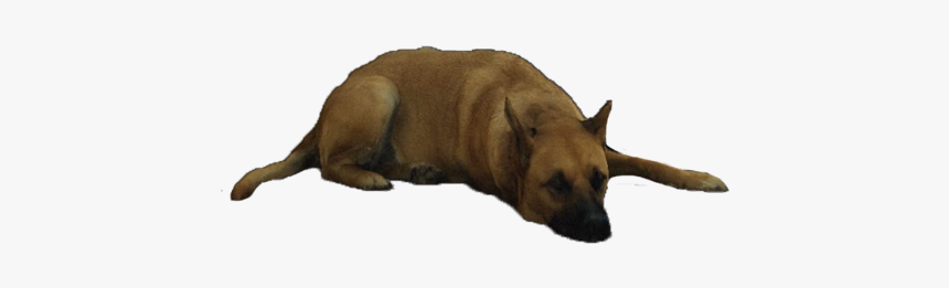Companion Dog, HD Png Download