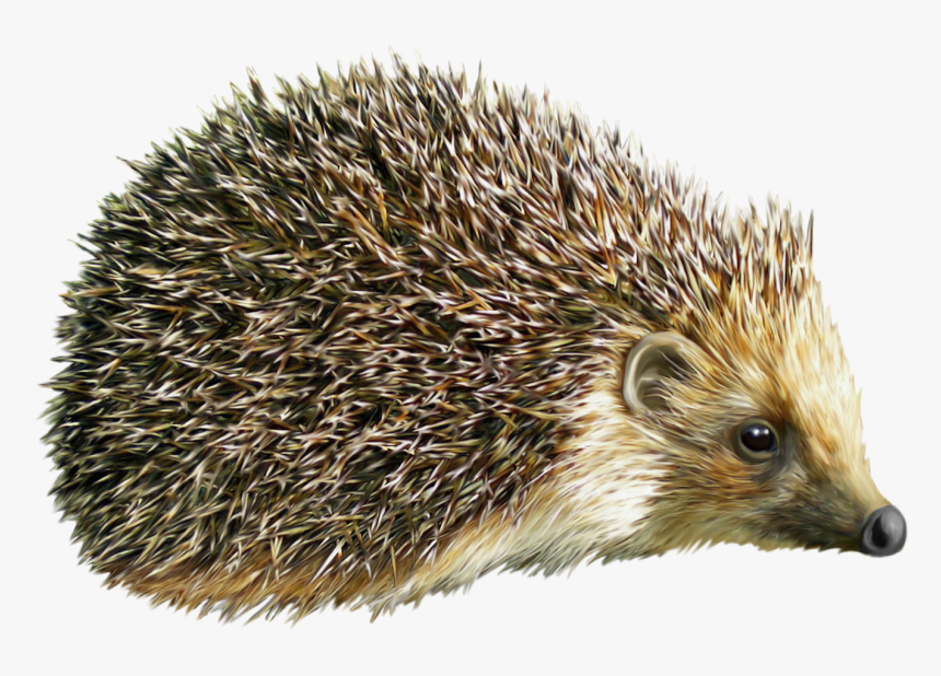 Hedgehog Transparent, HD Png Download