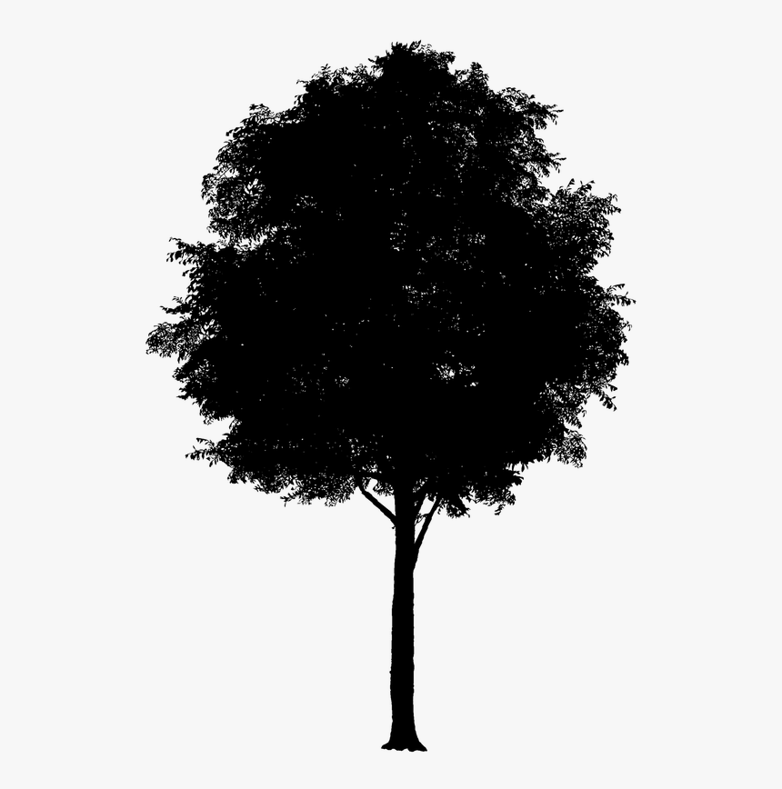 Cherry Blossom Clip Art Tree Cherries - Tree, HD Png Download
