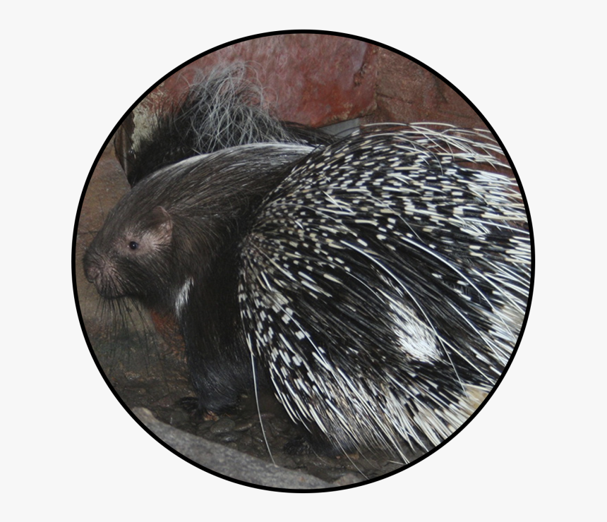 New World Porcupine, HD Png Download