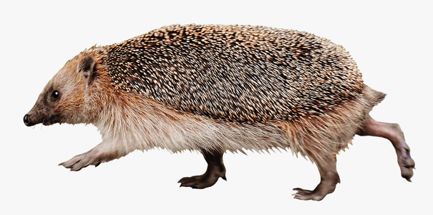 Running Hedgehog High Speed - Hedgehog Png, Transparent Png