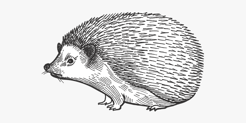 Barn Dei Mona Porcupine - Echidna, HD Png Download