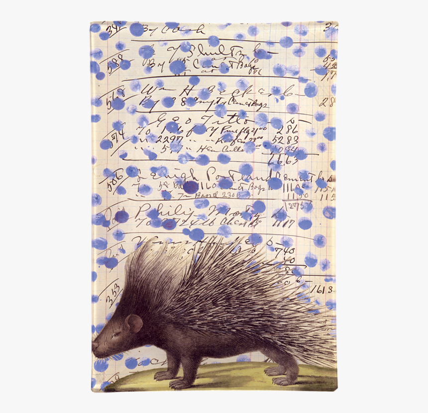 Porcupine, HD Png Download