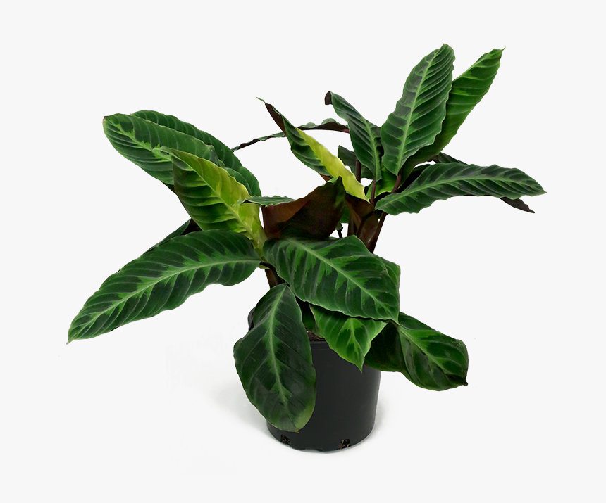 Calathea Jungle Velvet Large - Calathea Plant Png, Transparent Png