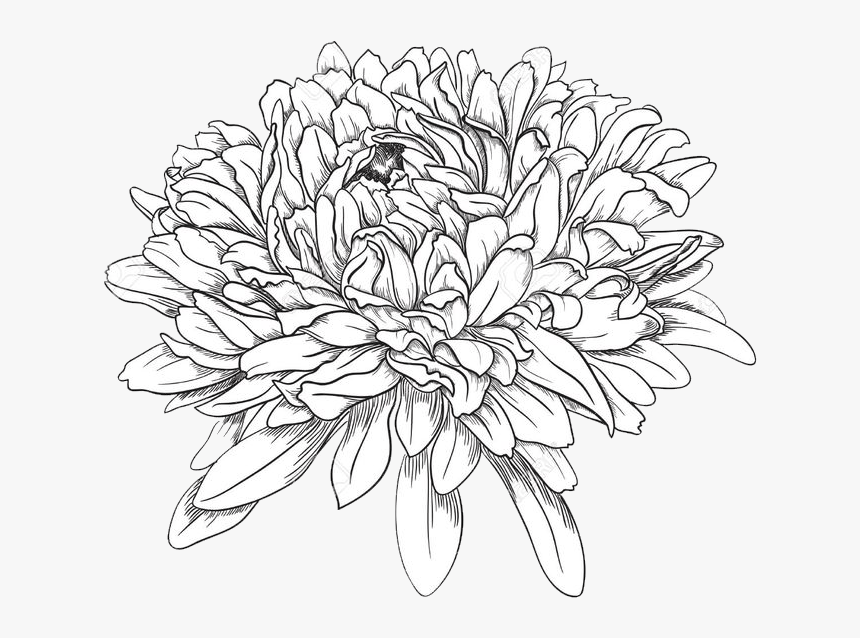 Chrysanthemum - Drawing Of A Chrysanthemum, HD Png Download