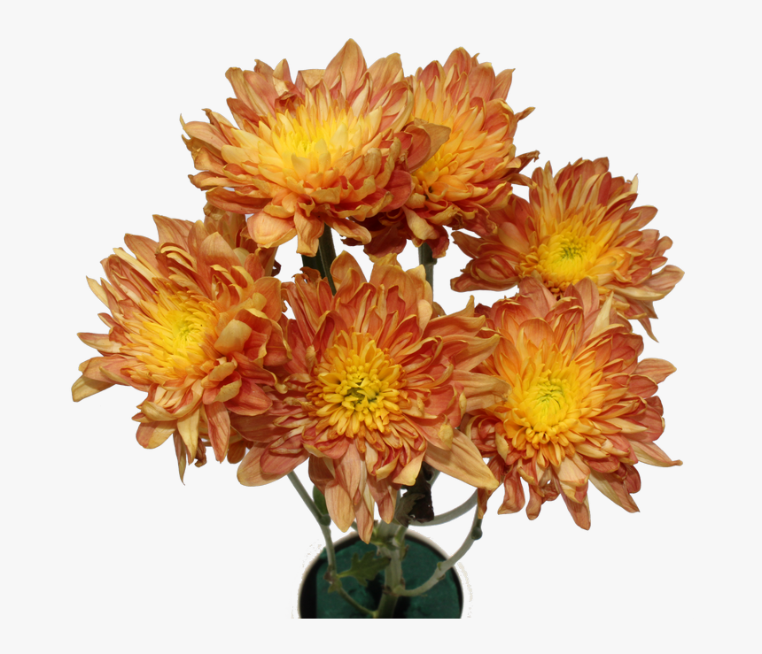 Chrysanthemum Flower Chrysanthemum Flower - Bouquet, HD Png Download
