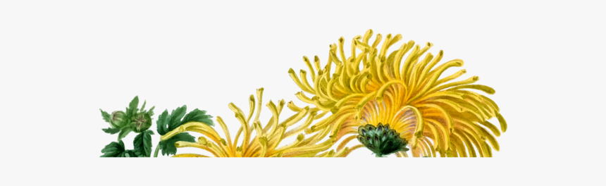 Chrysanths,plant,flower, HD Png Download