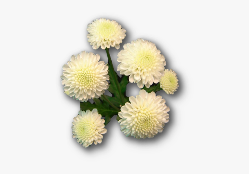 Chrysanths, HD Png Download