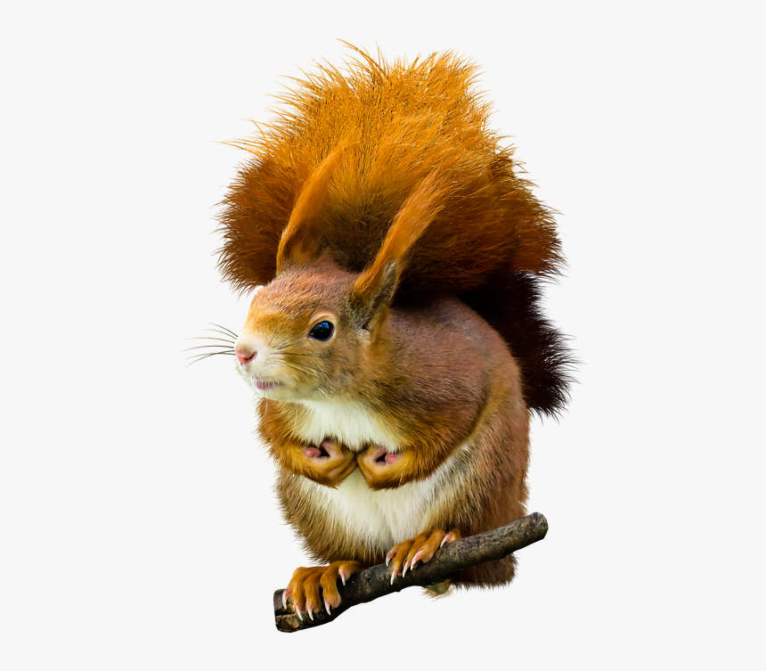Squirrel, HD Png Download