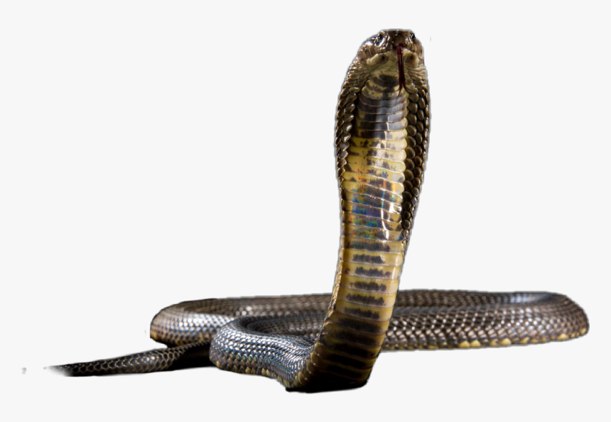 #kingcobra - Indian Cobra, HD Png Download