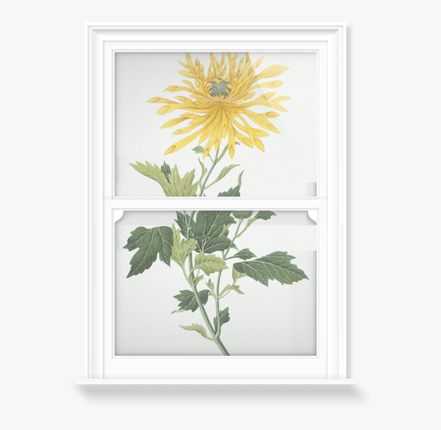 African Daisy, HD Png Download