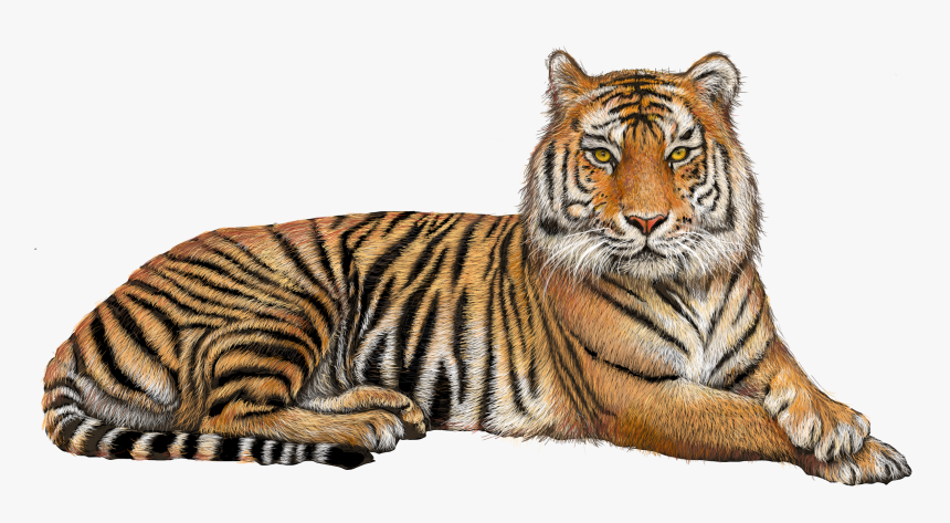 Tiger Transparent Png - Tiger Png, Png Download