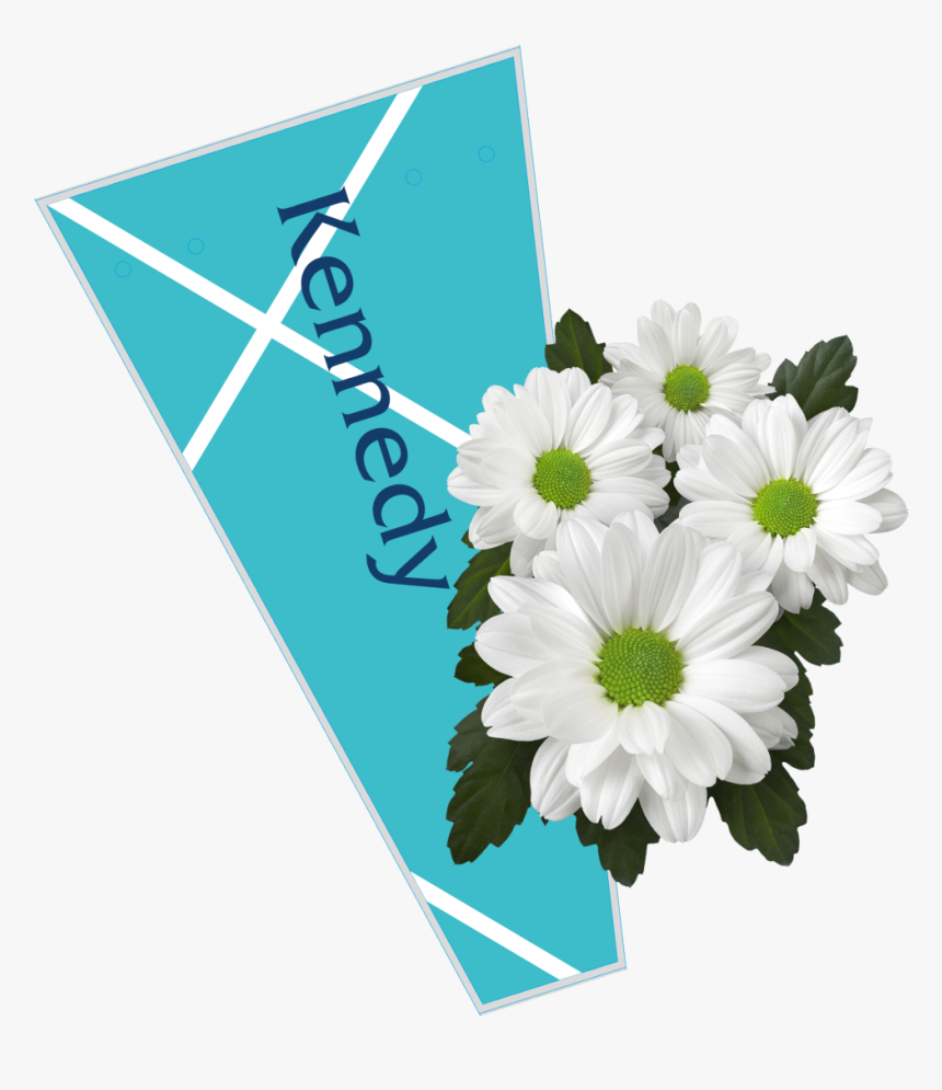 African Daisy, HD Png Download