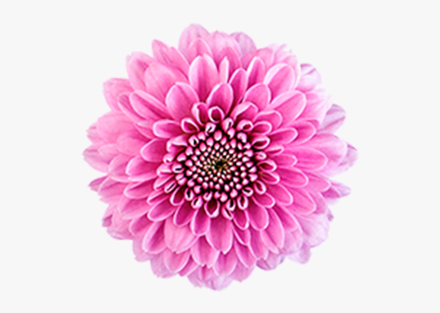 Click To Enlarge Image Pink Button Becky2 - Dahlia, HD Png Download