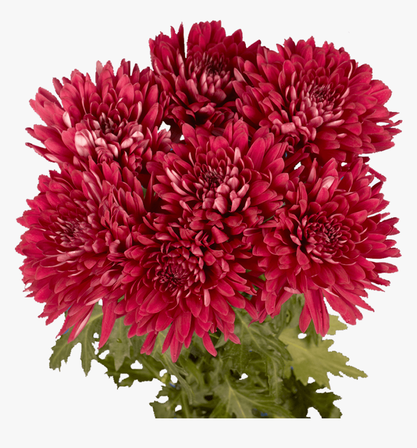Fresh Burgundy Chrysanthemum Disbud Flowers - Chrysanths, HD Png Download