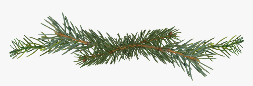 Pine Branch Clip Art, HD Png Download