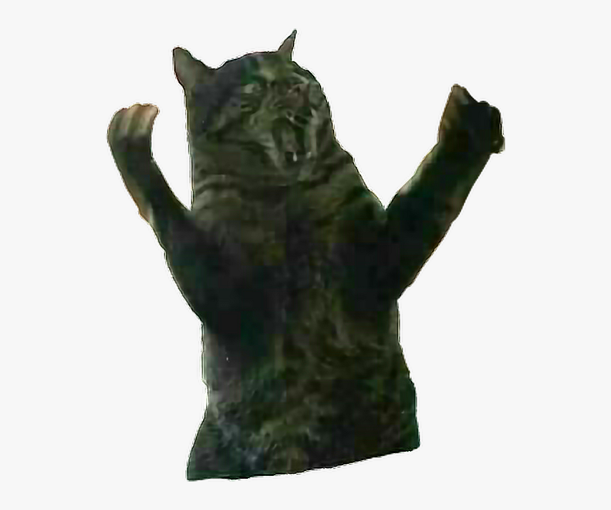 #remixit #cat #fatcat #surprise #rage #angry #animal - Domestic Short-haired Cat, HD Png Download