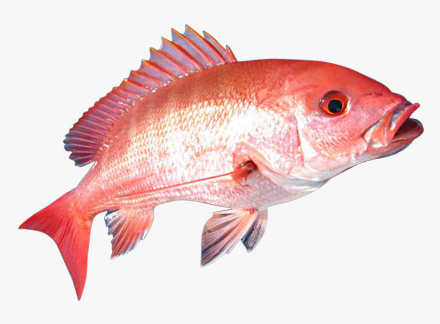 Red Snapper Fish Png , Png Download - Red Snapper Fish Png, Transparent Png