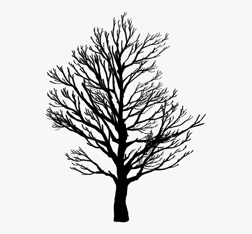 Barren Tree Silhouette, HD Png Download