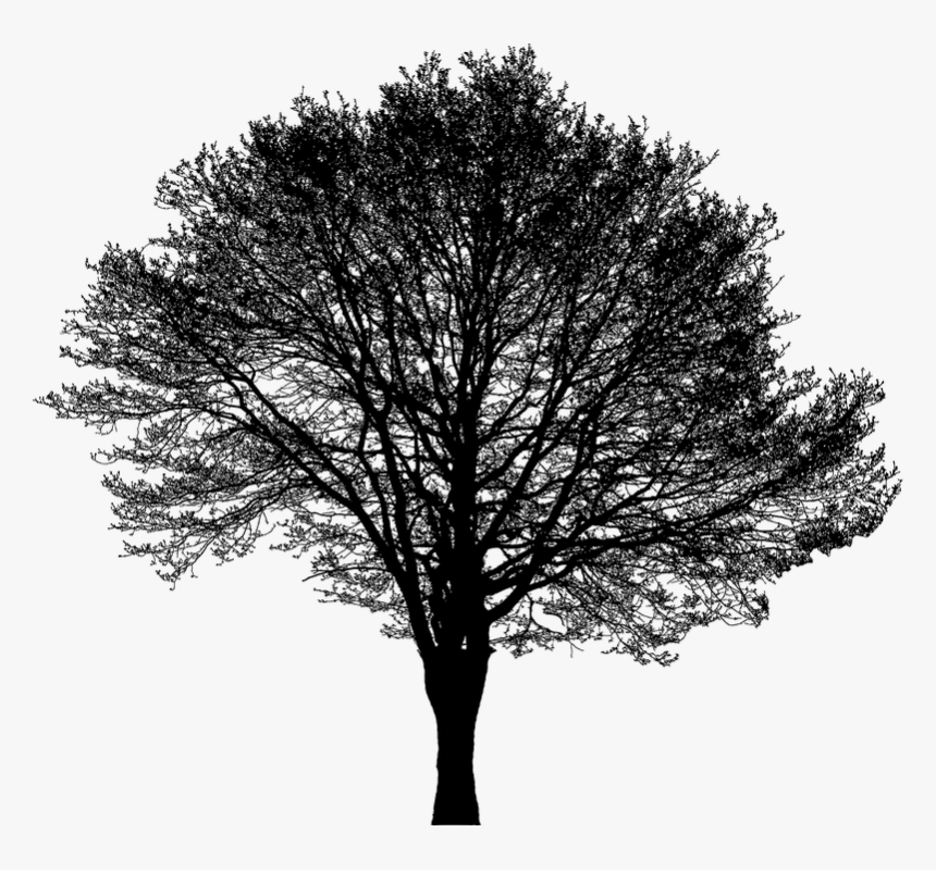 Boom Silhouet Groen Png, Transparent Png