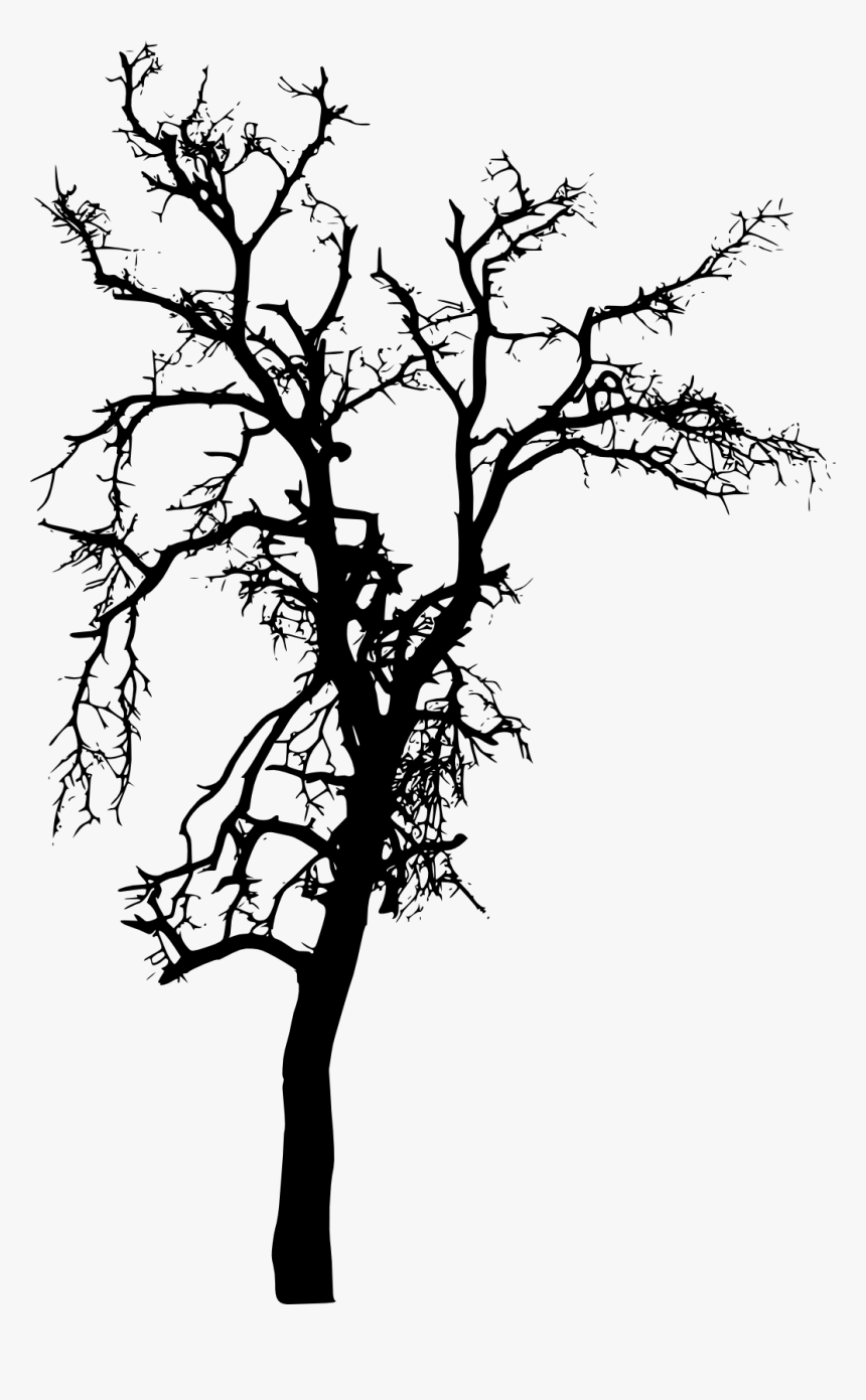 Tree Plant Branch Silhouette - Silhouette Tree Images Png, Transparent Png