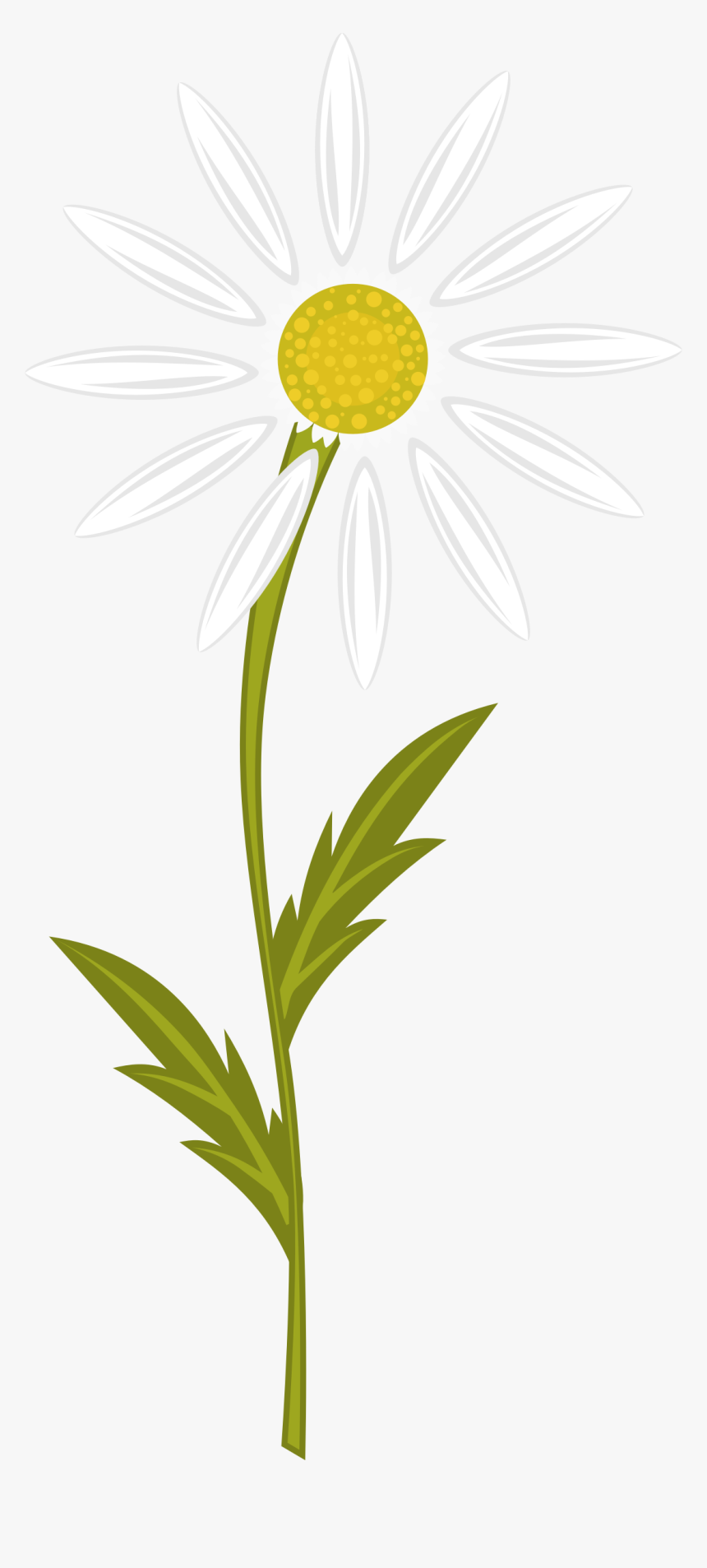 Camomile Clipart, HD Png Download