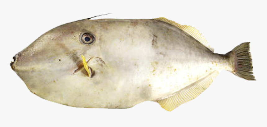 Leather Jacket Fish Png, Transparent Png