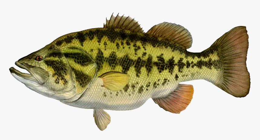 Texas Bluegill, HD Png Download