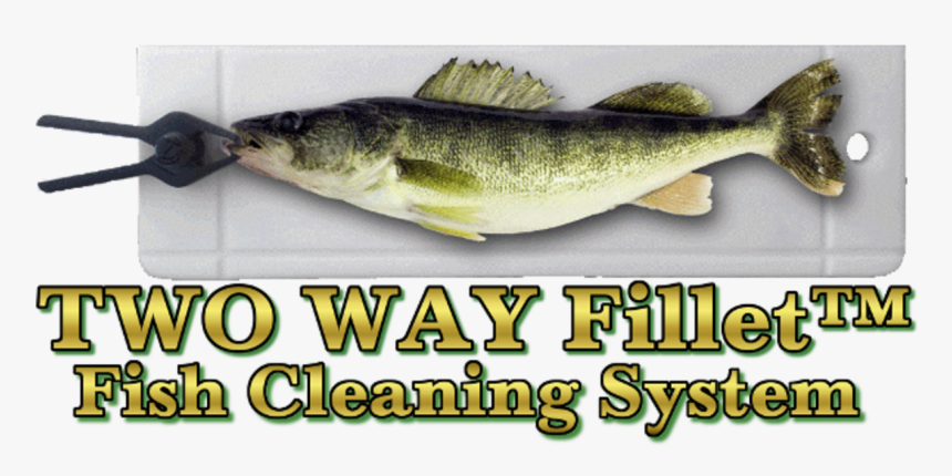 Sea Bass, HD Png Download