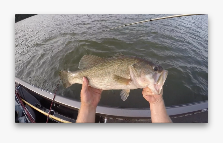 Bass, HD Png Download