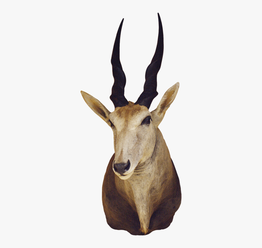 3371m Antelope Shoulder Mount - Common Eland, HD Png Download