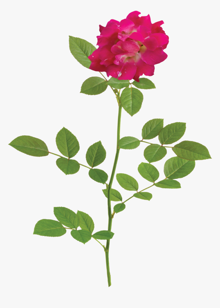 Red Drift Branch - White Flower Rose Png, Transparent Png