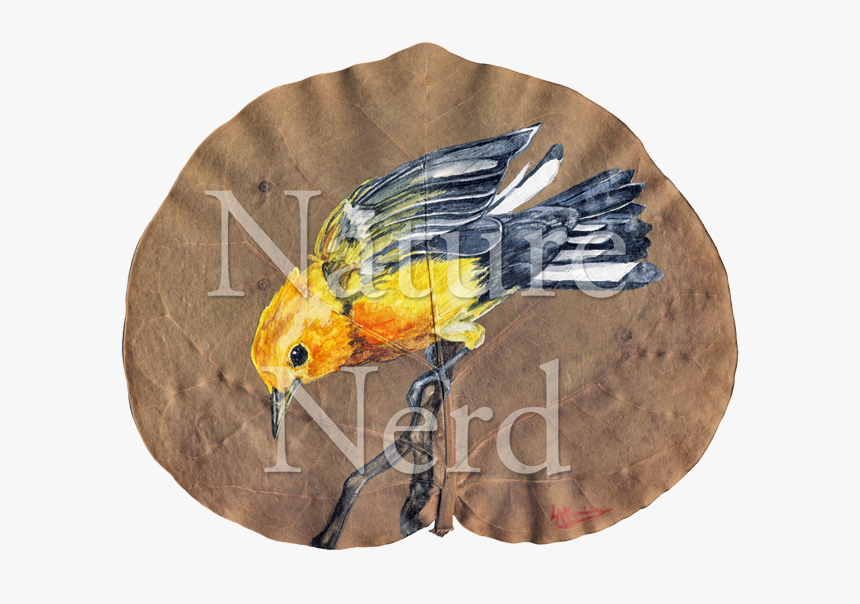 Cockatiel, HD Png Download
