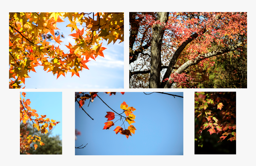 Fall Photos - Autumn, HD Png Download