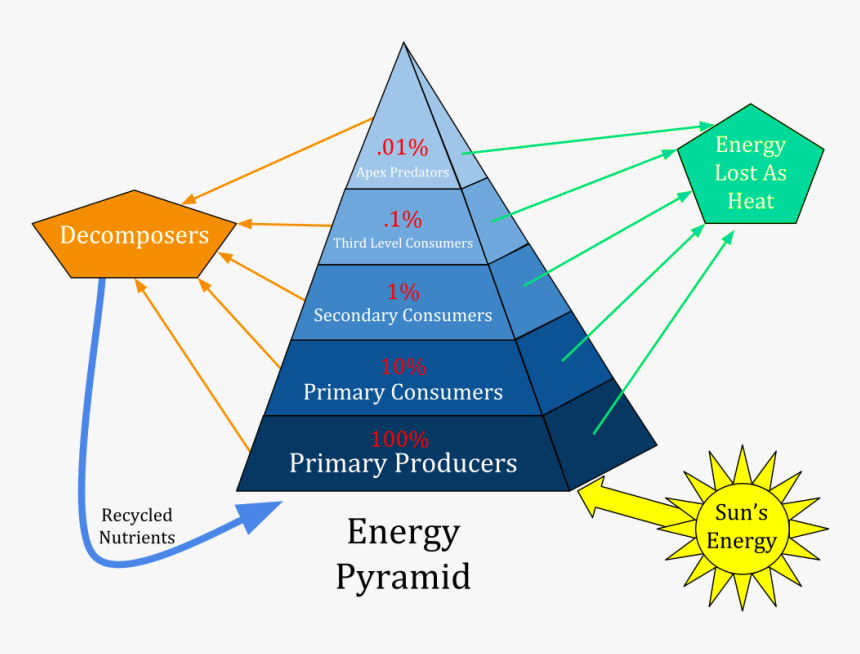 Ecological Pyramid, HD Png Download