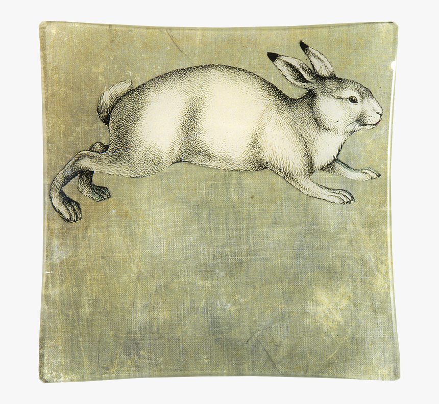 Snowshoe Hare, HD Png Download