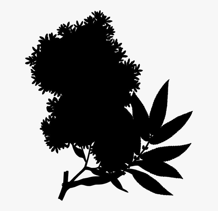 Plant,flower,leaf - Hagenia Abyssinica, HD Png Download