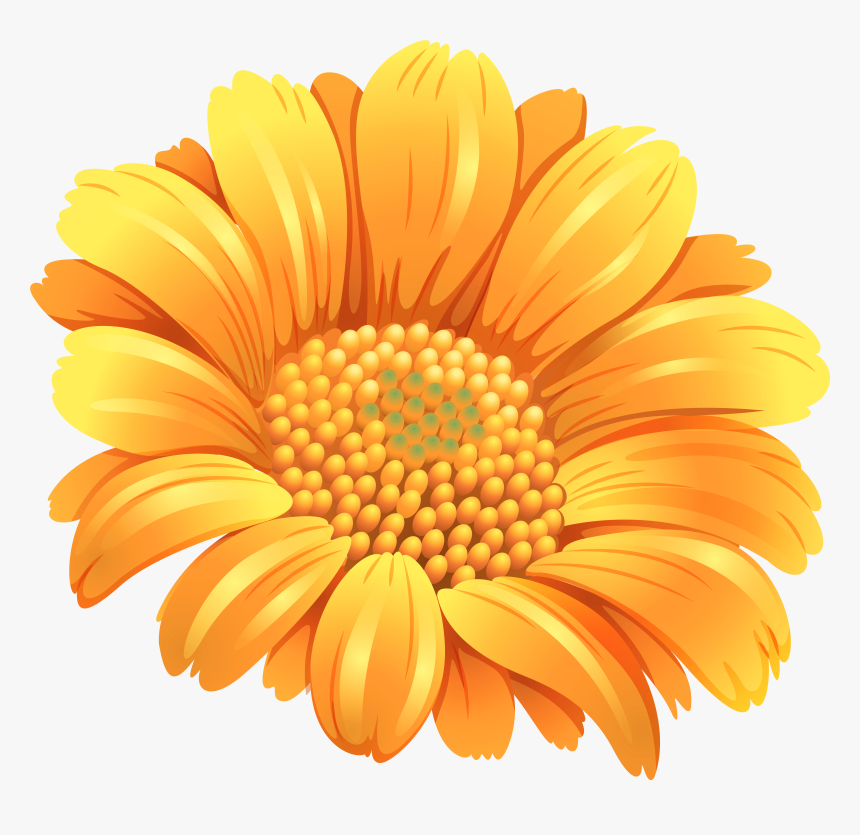 Flower Orange Common Daisy Clip Art - Flower Orange, HD Png Download