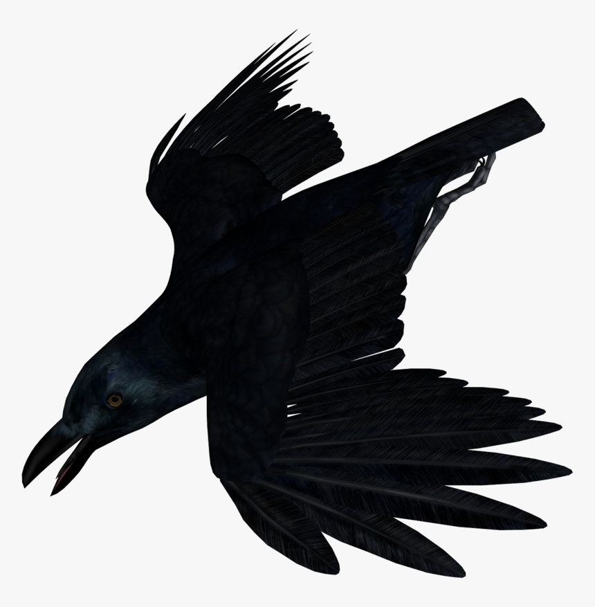 Imagen Cuervo Sin Fondo, HD Png Download