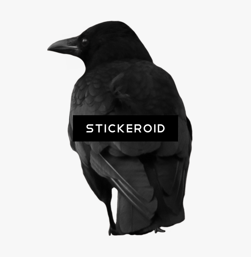 Raven , Png Download - Raven, Transparent Png