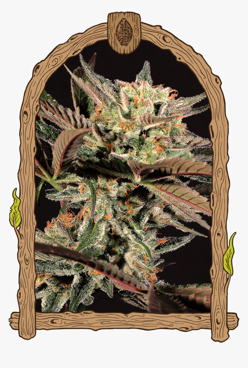 Amnesia Nr - - Herz Og Seeds, HD Png Download