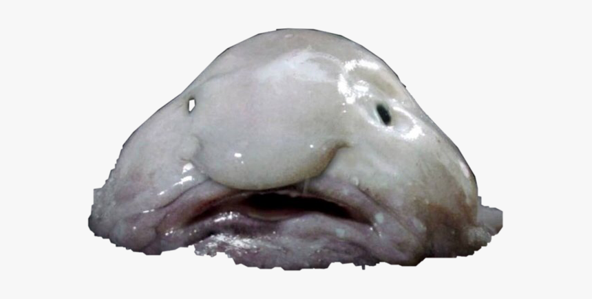 #blobfish #freetoedit - Whale With Weird Nose, HD Png Download
