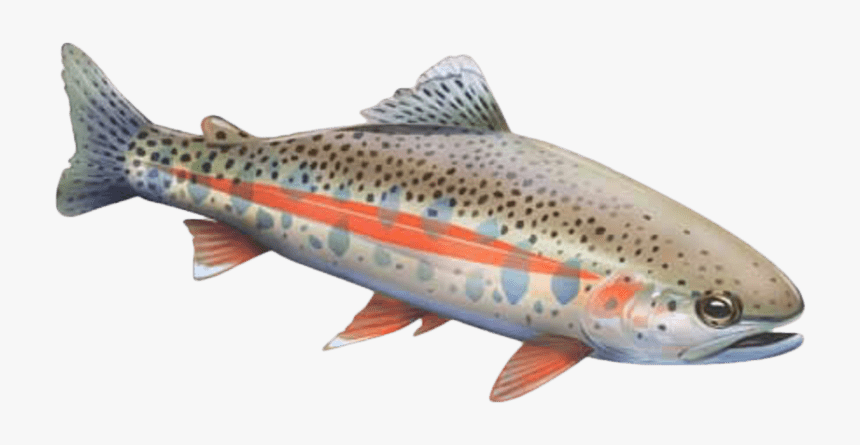 Brown Trout, HD Png Download
