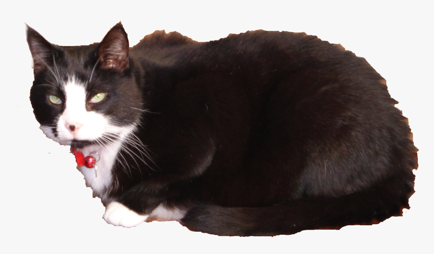 Domestic Short-haired Cat, HD Png Download