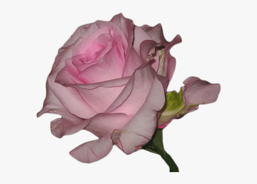 Vaporwave Flower Transparent , Png Download - Pink Aesthetic Transparent Overlay, Png Download