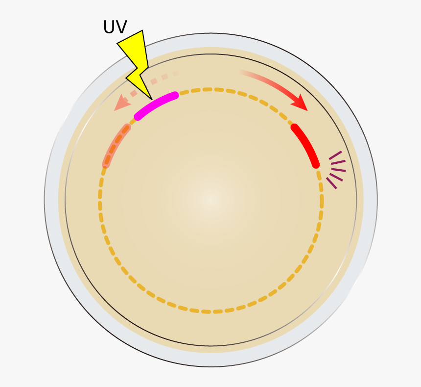 Circle, HD Png Download