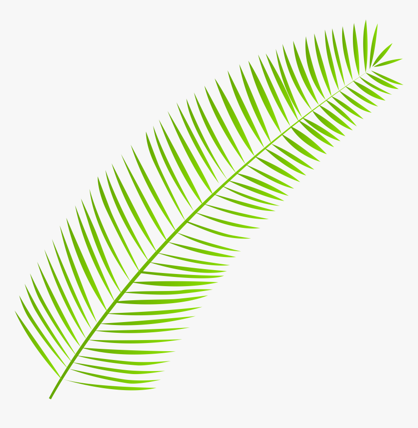 Palm Branch Palm-leaf Manuscript Clip Art, HD Png Download