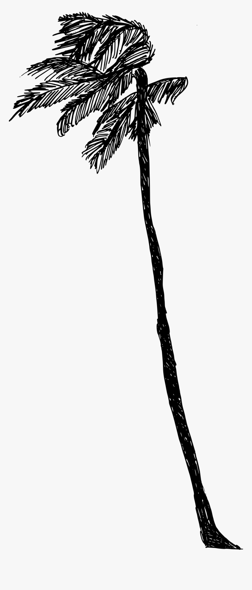 Roystonea, HD Png Download