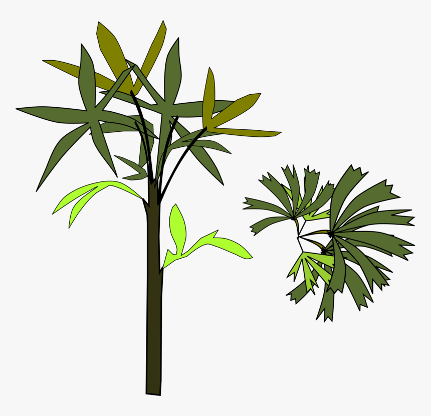 Plant,flora,leaf - תמונות דקל ציור חינם, HD Png Download